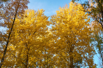 Yellow autumn leaves texture/background.
