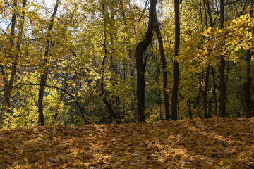 Золотая осень в старинном  парке.