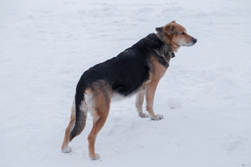 dog on the white background