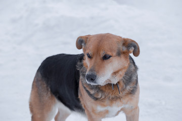 dog on the white background