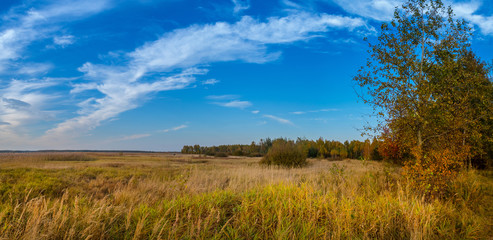 Fototapeta premium A forest glade bathed in the light of the setting sun.