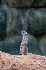 Vertical image of Meerkat standing on the sand hill