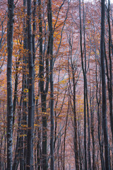 Fototapeta na wymiar Natural background.Beautiful autumnal forest.