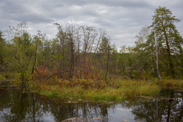 Fototapeta na wymiar swamp on the white background