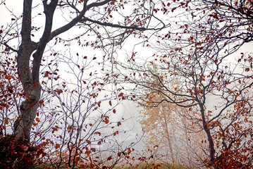 Natural background.Beautiful autumnal forest. Trees in the fog.