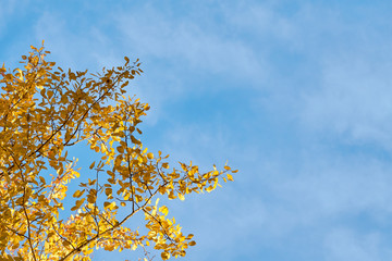 Branch of golden leaves against a blue sky. Copy space.