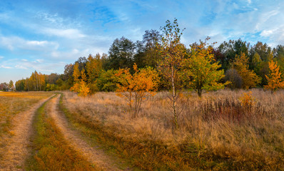 Fototapeta premium A forest glade bathed in the light of the setting sun.
