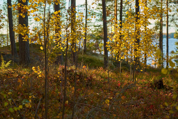                               Autumn forest with a lake on a background. Natural texture. 