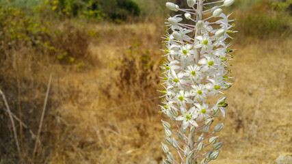 A closeup image of the foxtail lily (Eremurus) plant.