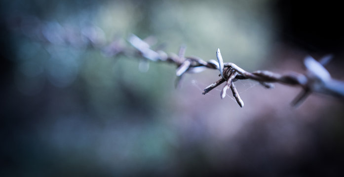 Barbed wire