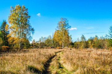 road in autumn forest