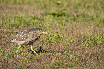 night heron