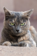 Outside portrait of a cat laying on the ground
