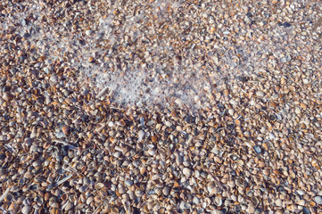 seashells on the Scheveningen Beach of Hague