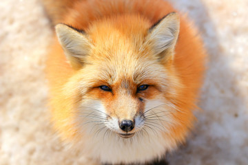 Obraz premium cute red fox in winter snow