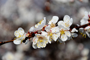 white flowers in spring