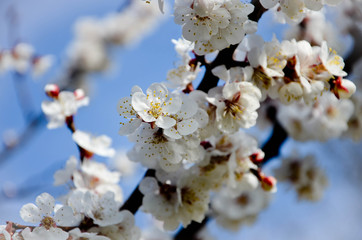 flowers in spring