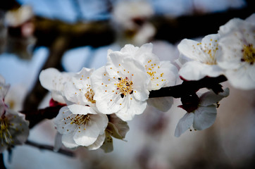 flowers in spring