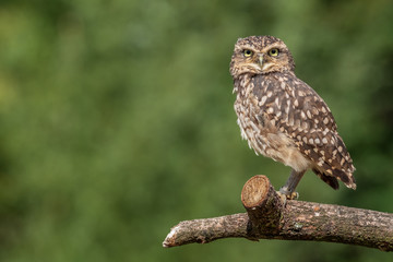 Burrowing owl