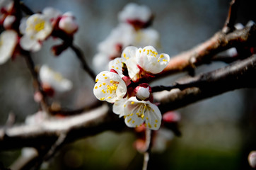 branch of a tree