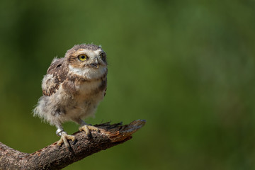 burrowing owl chick