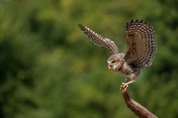 Burrowing owl