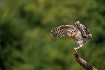 Burrowing owl