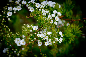 white flowers on green background