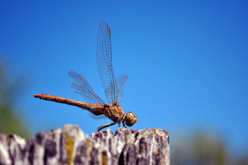The yellow-winged darter (Sympetrum flaveolum) sitting on wooden plank, blue bright sky background