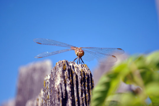 The yellow-winged darter (Sympetrum flaveolum) sitting on wooden plank, blue bright sky background