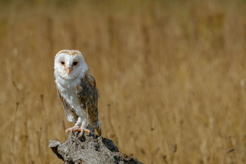 Barn owl in dried field