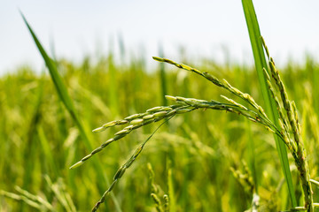 Rabi Corp In Sunny Day, A Tropical Variety Of Rice