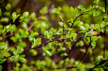 green leaves of a tree