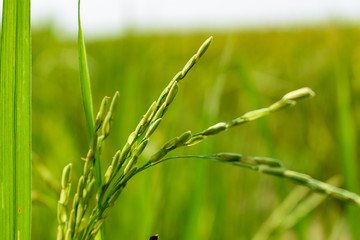 Fototapeta na wymiar Crop With Blurred Background Of Farmland