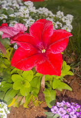 Blooming red petunia flower.