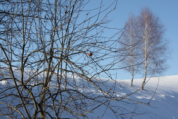 A lonely apple on a leafless in a frozen winter landscape with perfect blue sky. Winter landscape with trees and an apple.