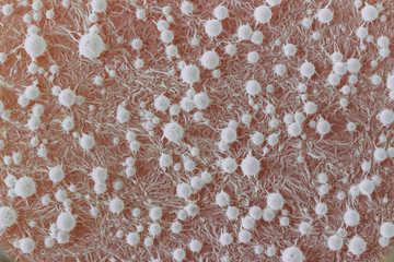 Background with mold on food