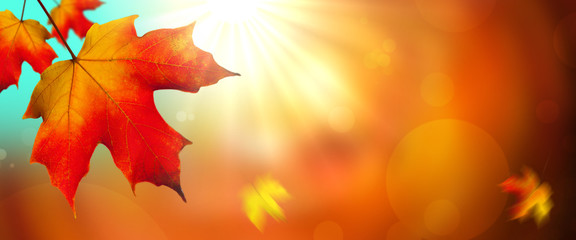 Naklejka na ściany i meble Autumn Maple Leaves With Sunlight 
