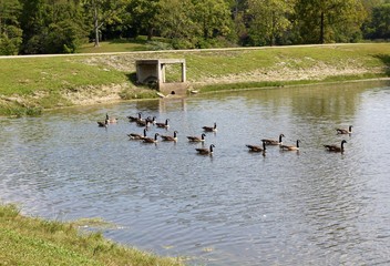 A flock of geese swimming in the lake of the park.