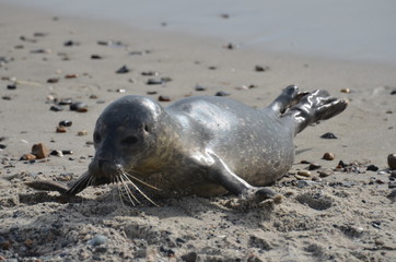 Fototapeta premium Foca