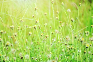 Wildflowers blossoming in the field