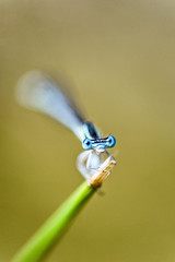 dragonfly © bodzio81