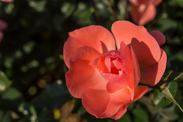 Beautiful rose, covered with dew drops. Macro. Close-up.