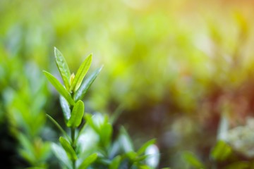 Green tree leave on sunlight​ background.
