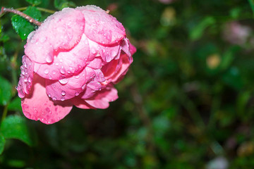 Beautiful rose, covered with dew drops. Macro. Close-up.