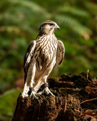 Kestrel