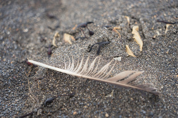 Treibgut / Feder am schwarzen Strand - Island 