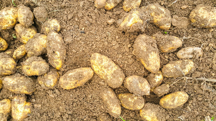 Newly harvested potatoes.