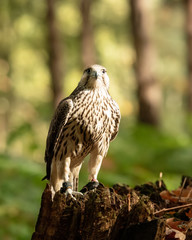 Kestrel