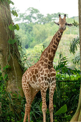 Two Giraffes in the zoo